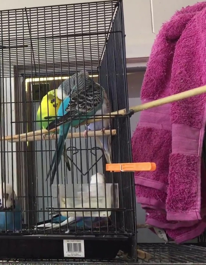 Budgies perched in a cage in the store