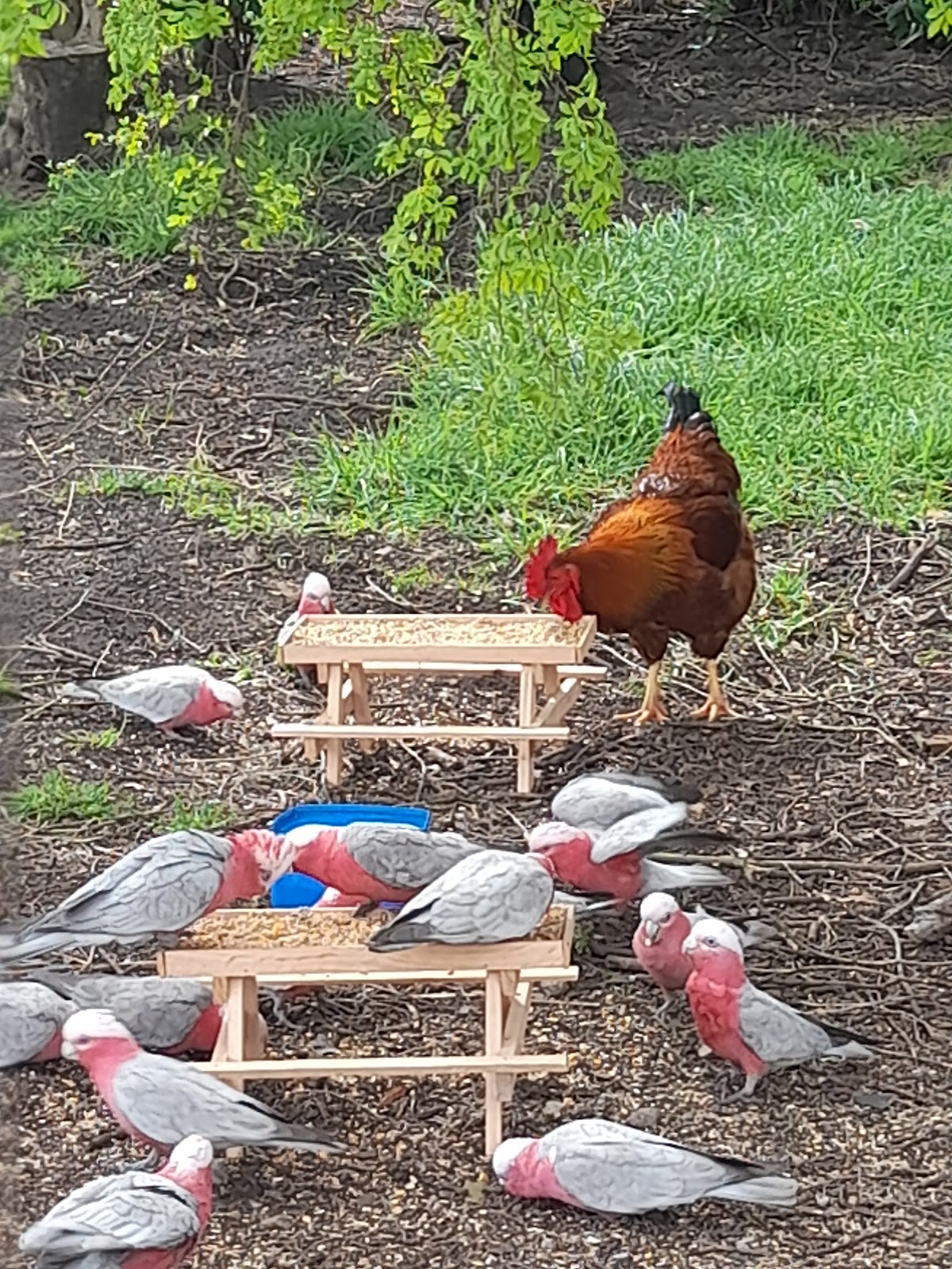 Galahs and a rooster feeding at little picnic table feeders