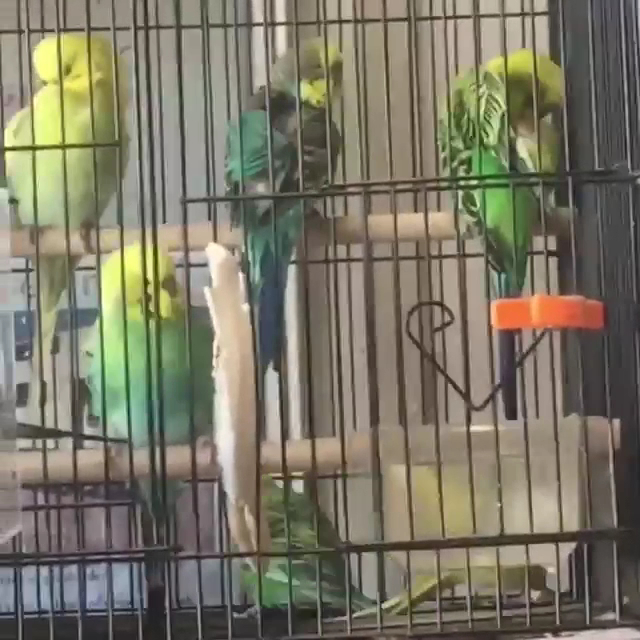 Green and yellow budgies in a cage