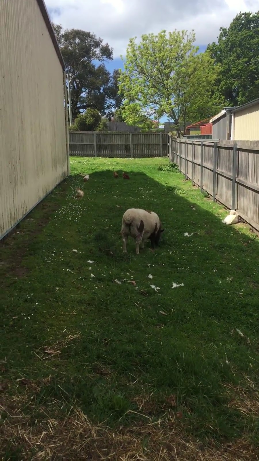 A sheep grazing in the grassy yard beside the shed