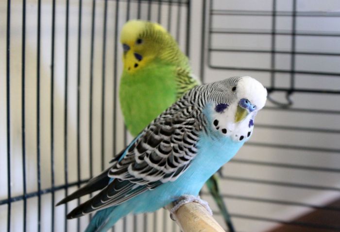 A blue budgie and a green budgie up close
